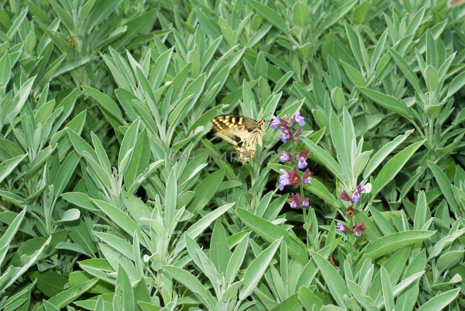 Large bush of sage with flowers and butterfly