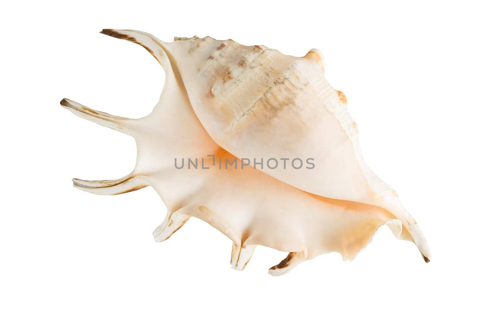 Marine shell isolated on white background, clipping path.