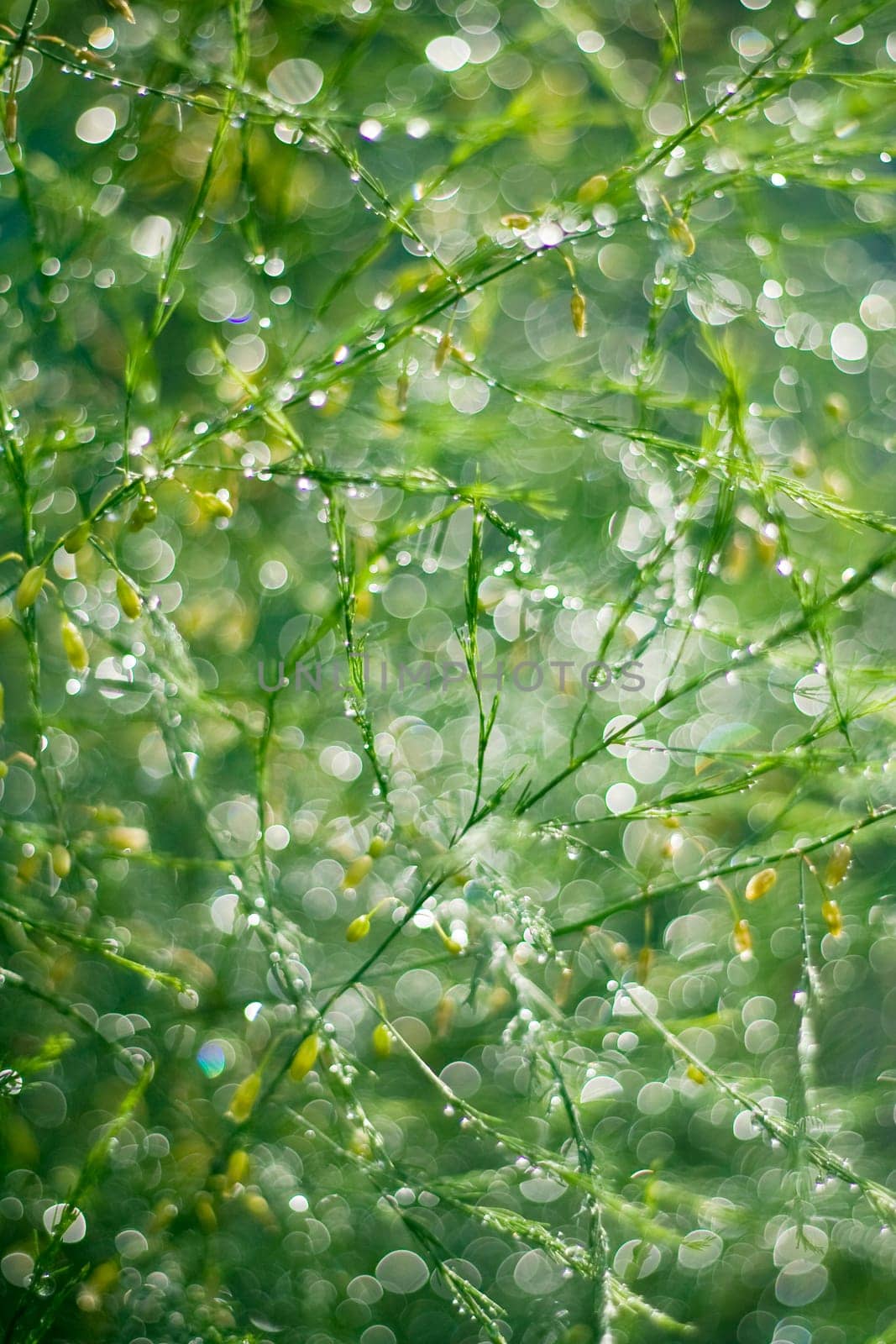 Close-up of green twigs after the rain.