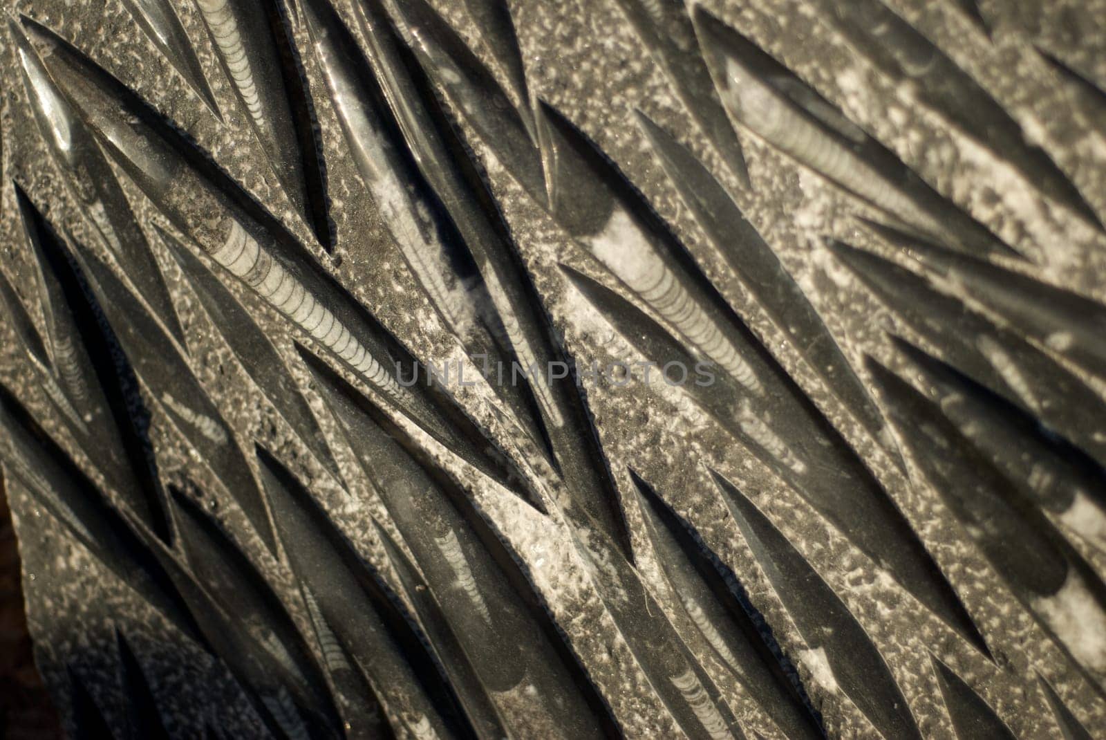 Fossilized Rock Surface with Sharp Angles