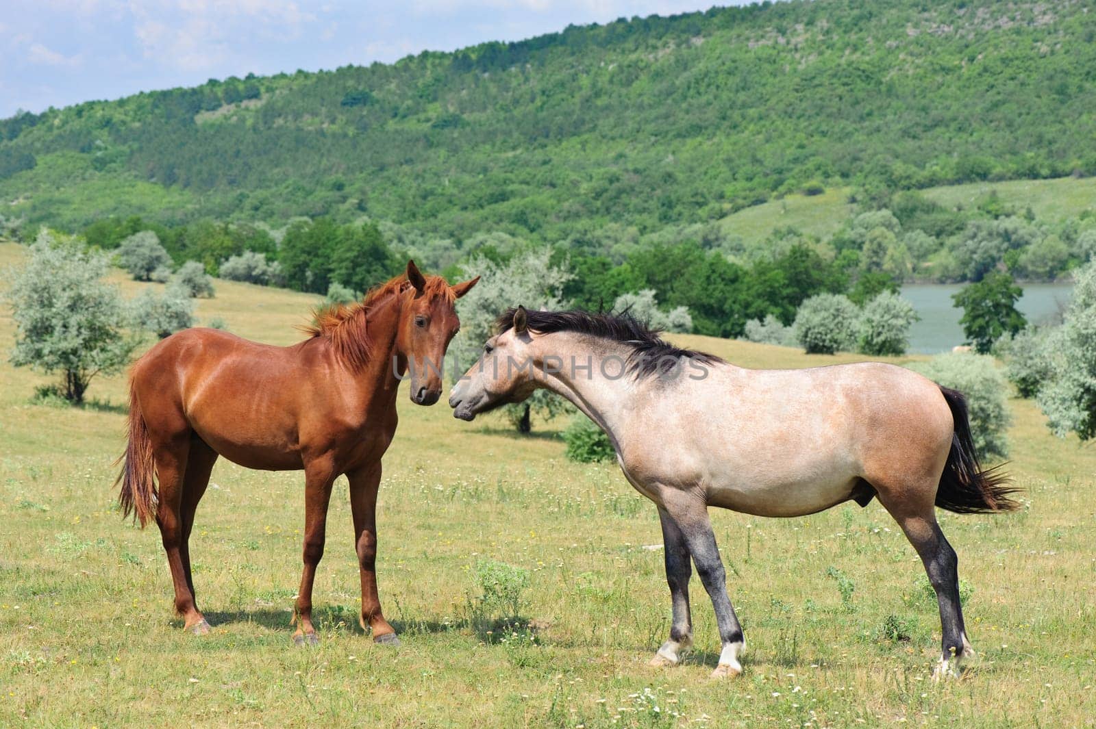 two friendly horses playing at green meadow