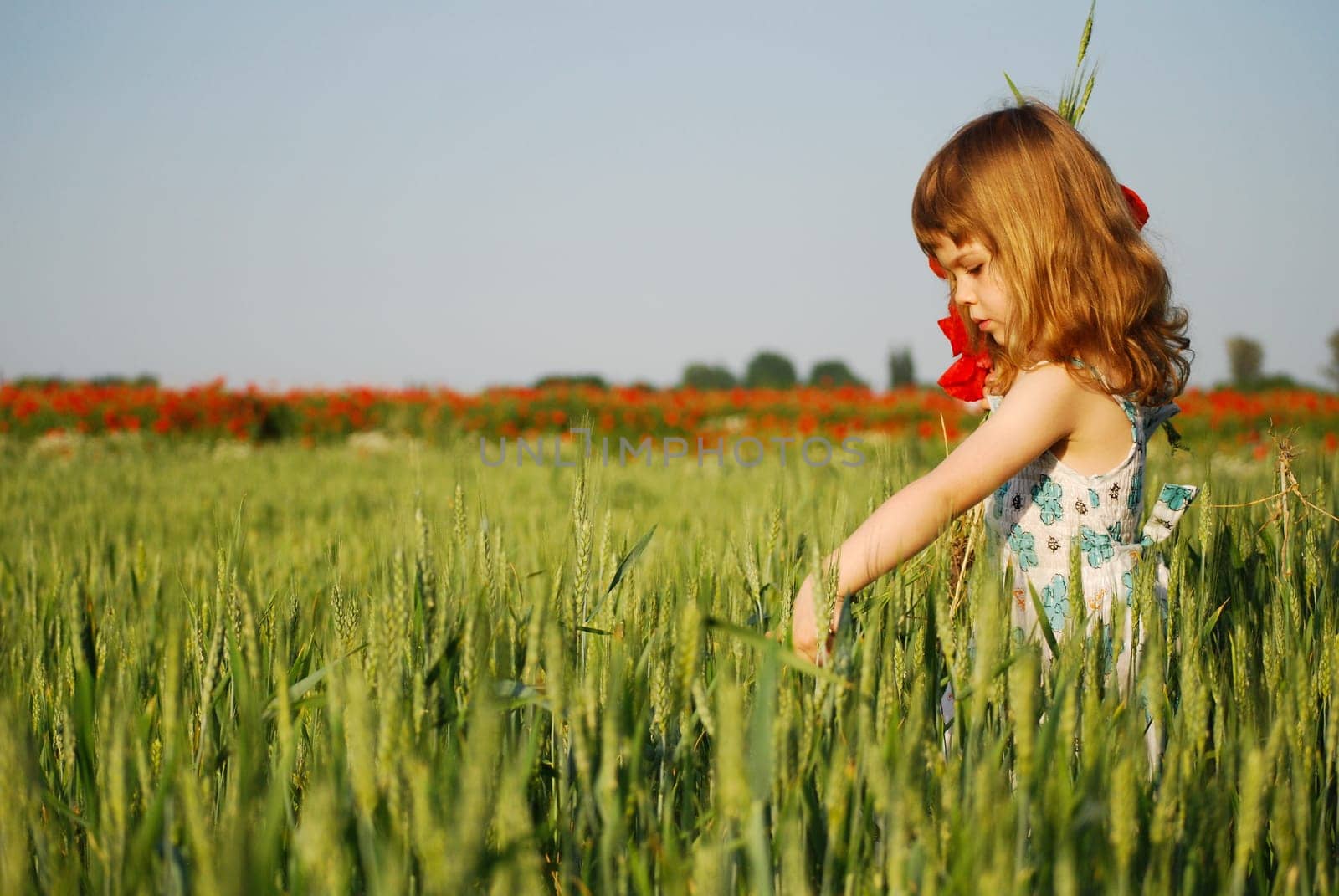 a short trip to the poppy field