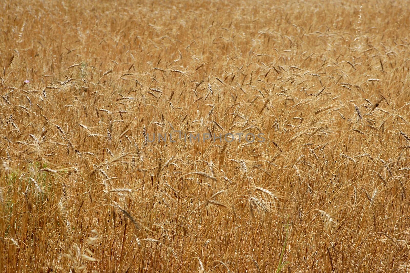 Golden yellow wheat cereal crop field texture in spring