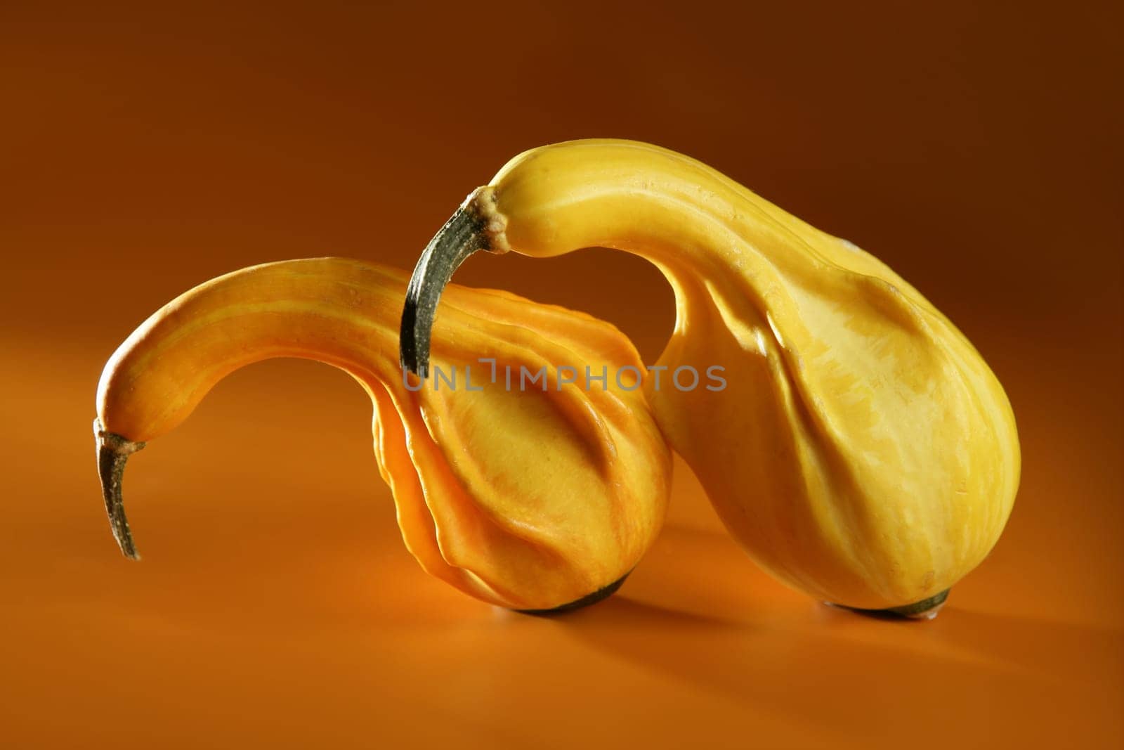 Couple of pumpkin together like making love metaphor