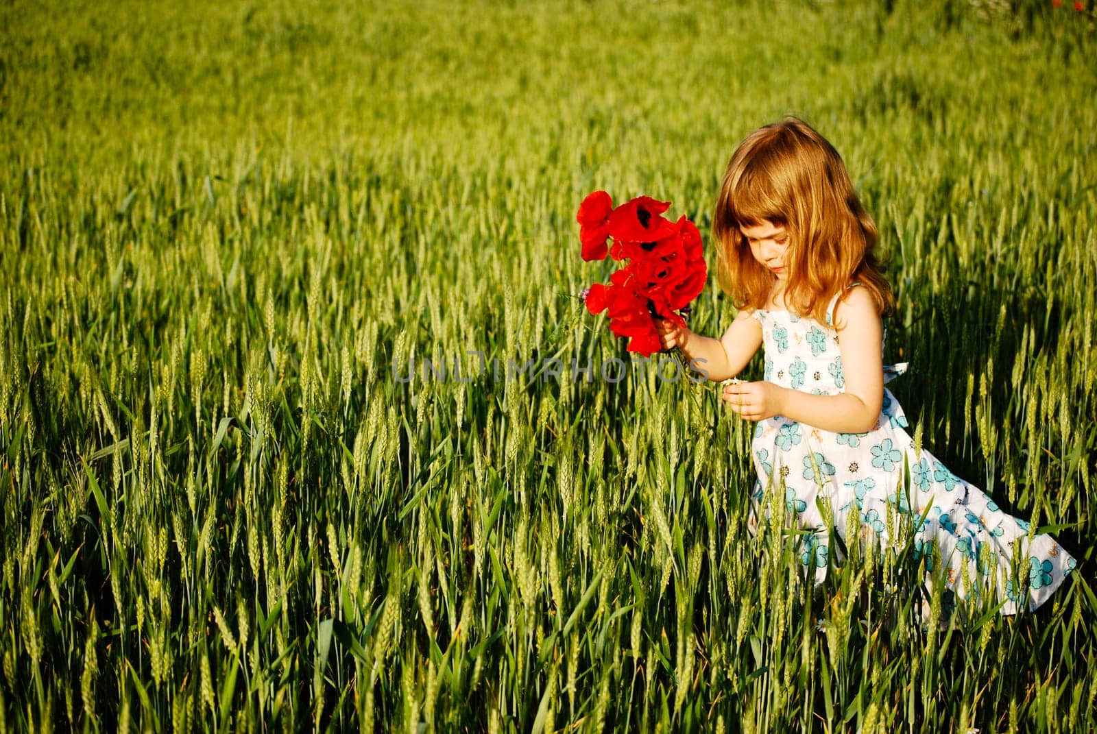 a short trip to the poppy field