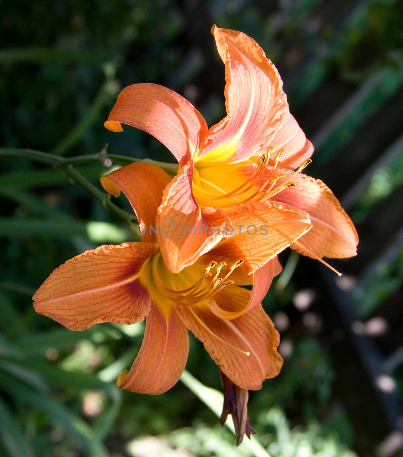 hemerocallis lily flower on green background