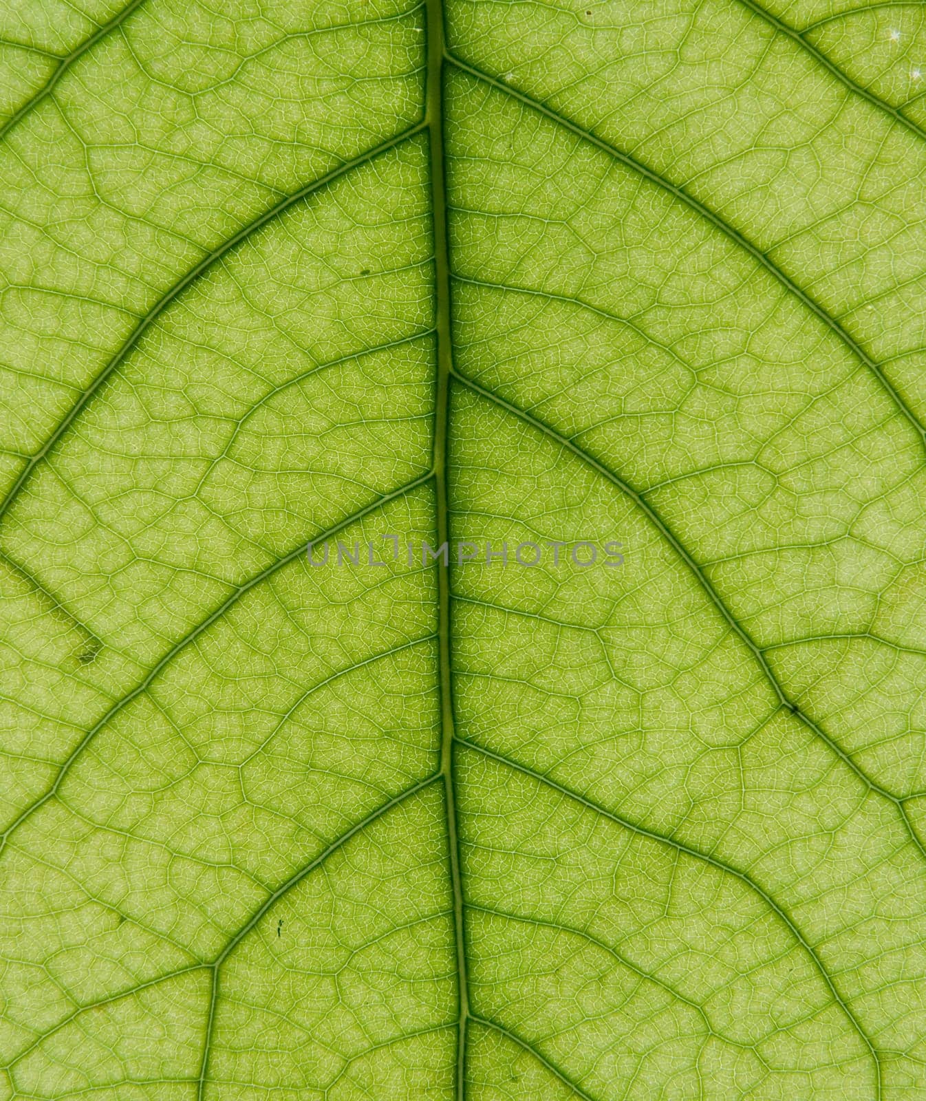 Leaf of a plant close up green color