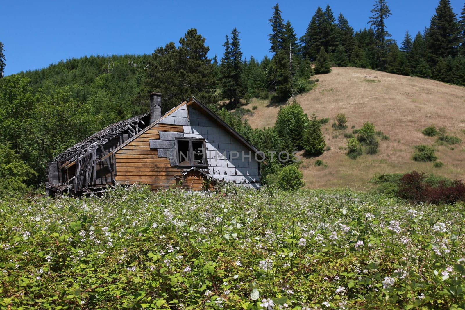 An old house being taken over by blackberry bushes in central Oregon