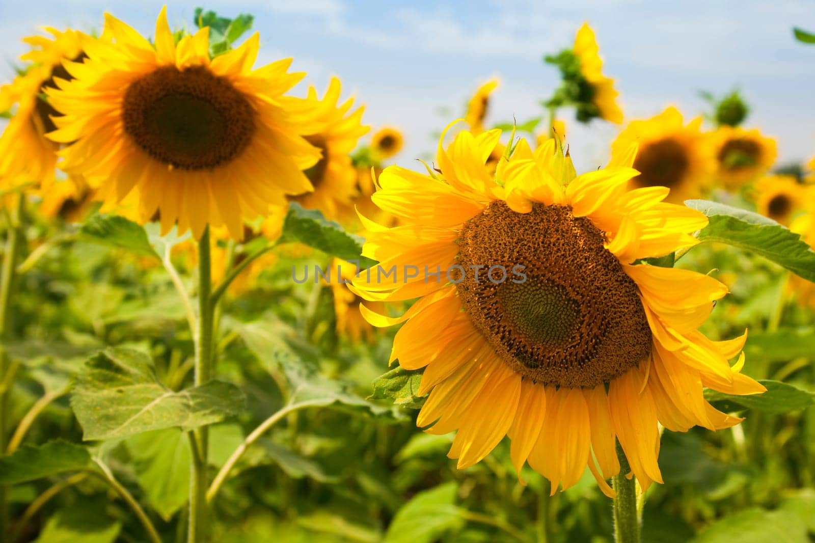 sunflowers under a blue sky / summer