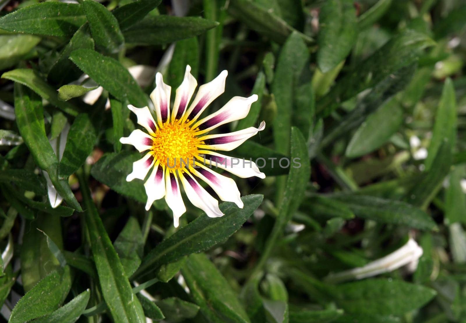 A single white, purple and yellow succulent flower in bloom