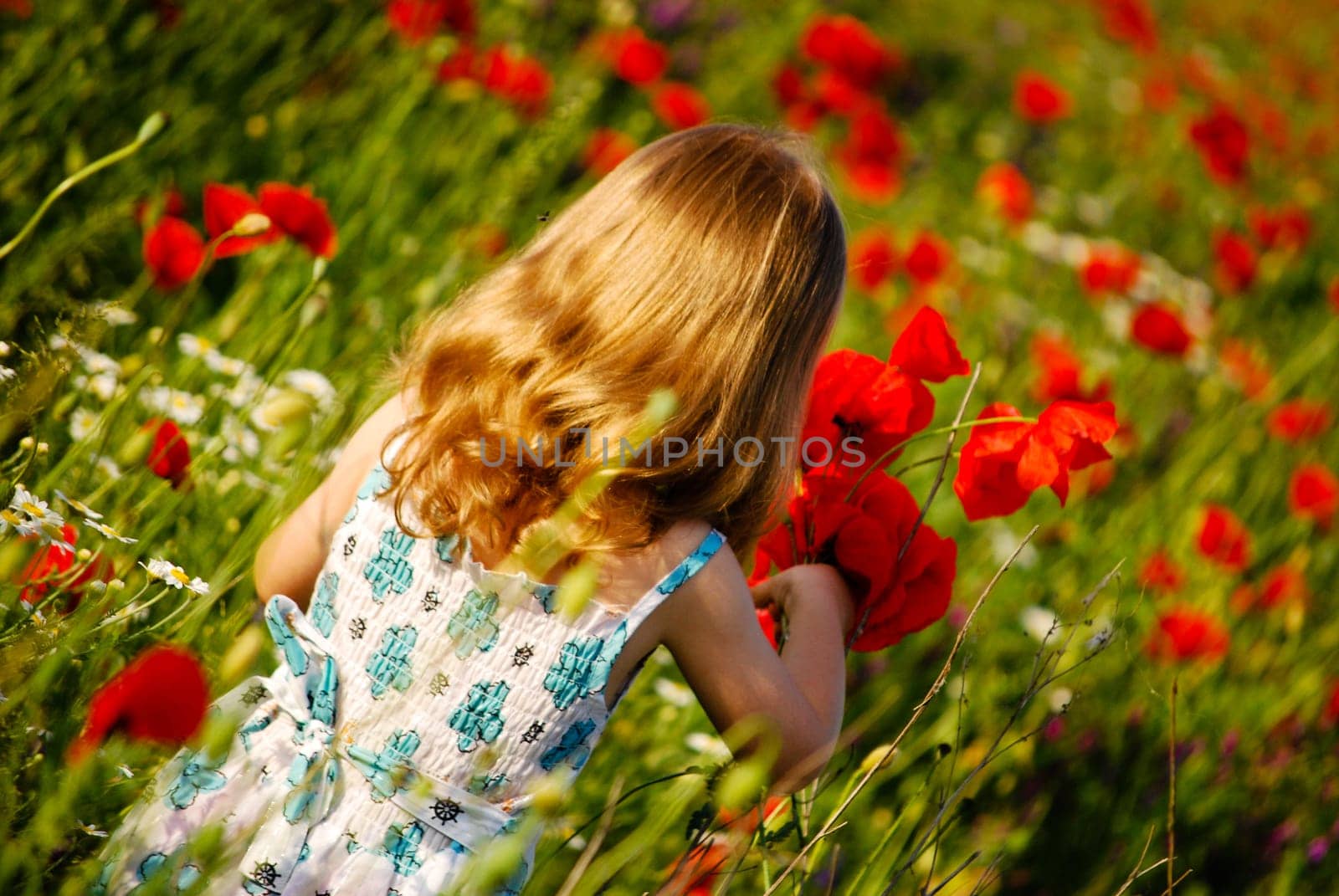 a short trip to the poppy field