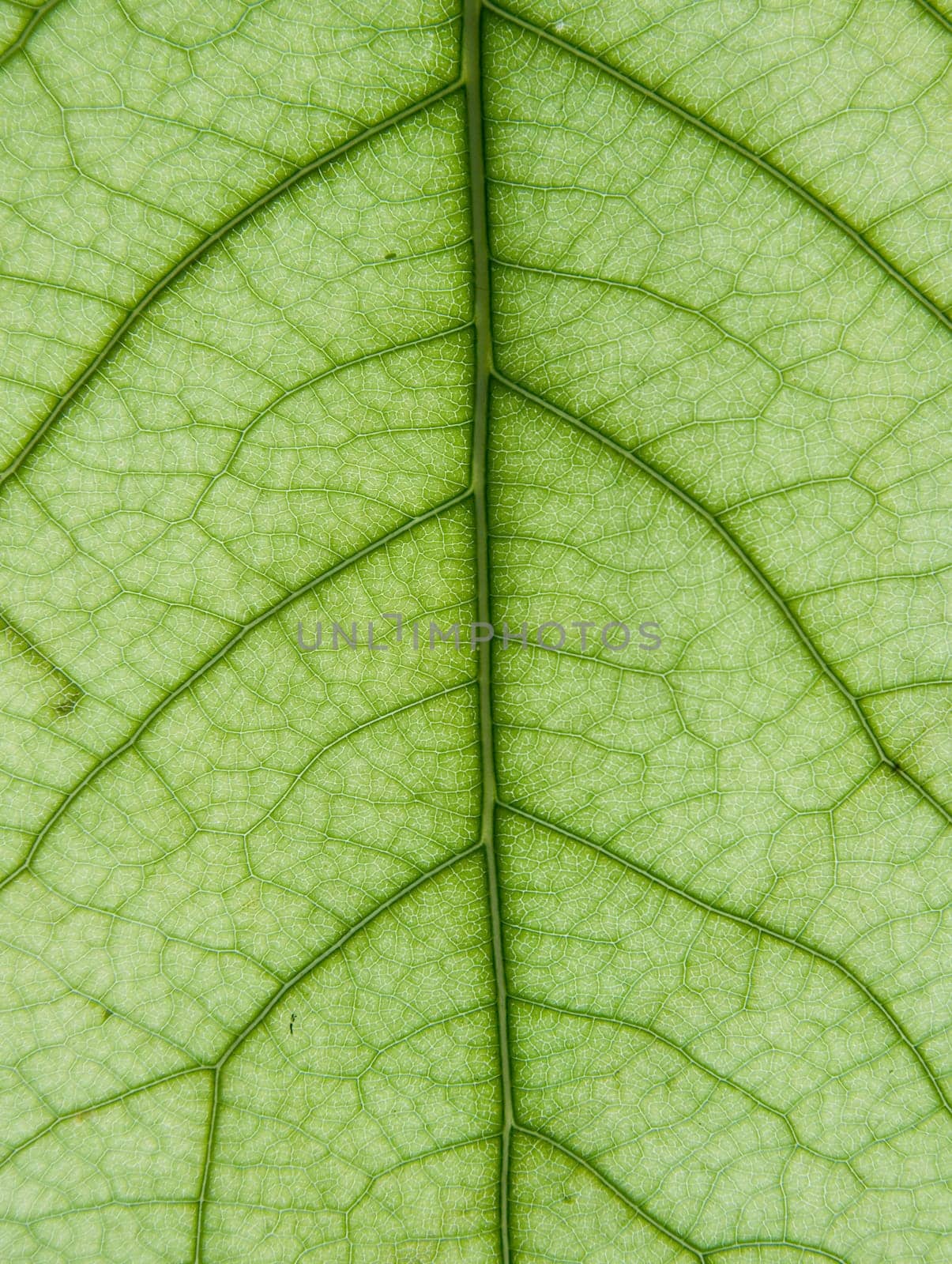 Leaf of a plant close up green color