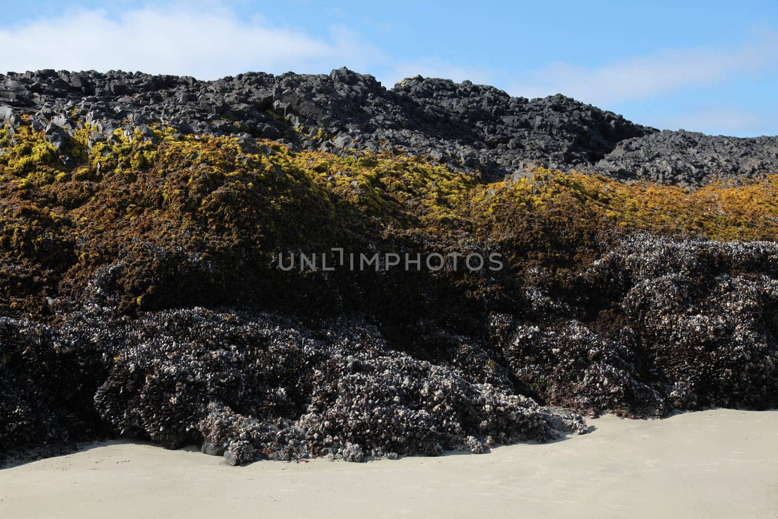 An ocean rock exposed during low tide covered with stripes of sea life