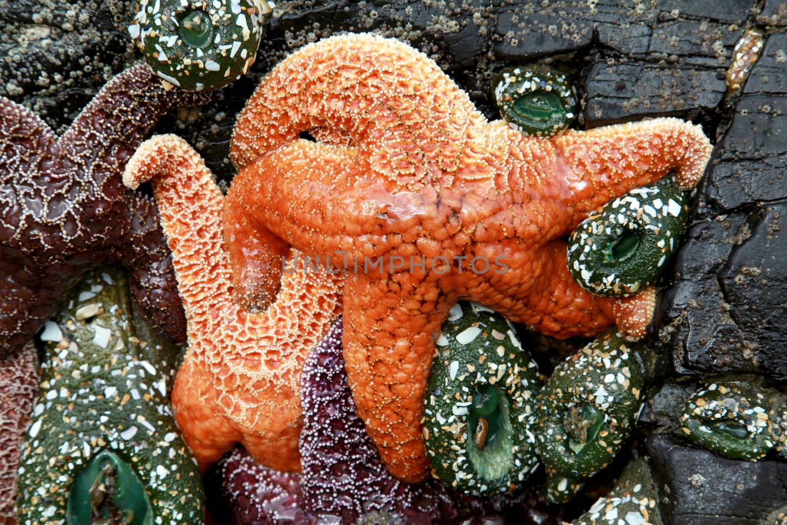 A cluster of starfish and at low tide in Oregon