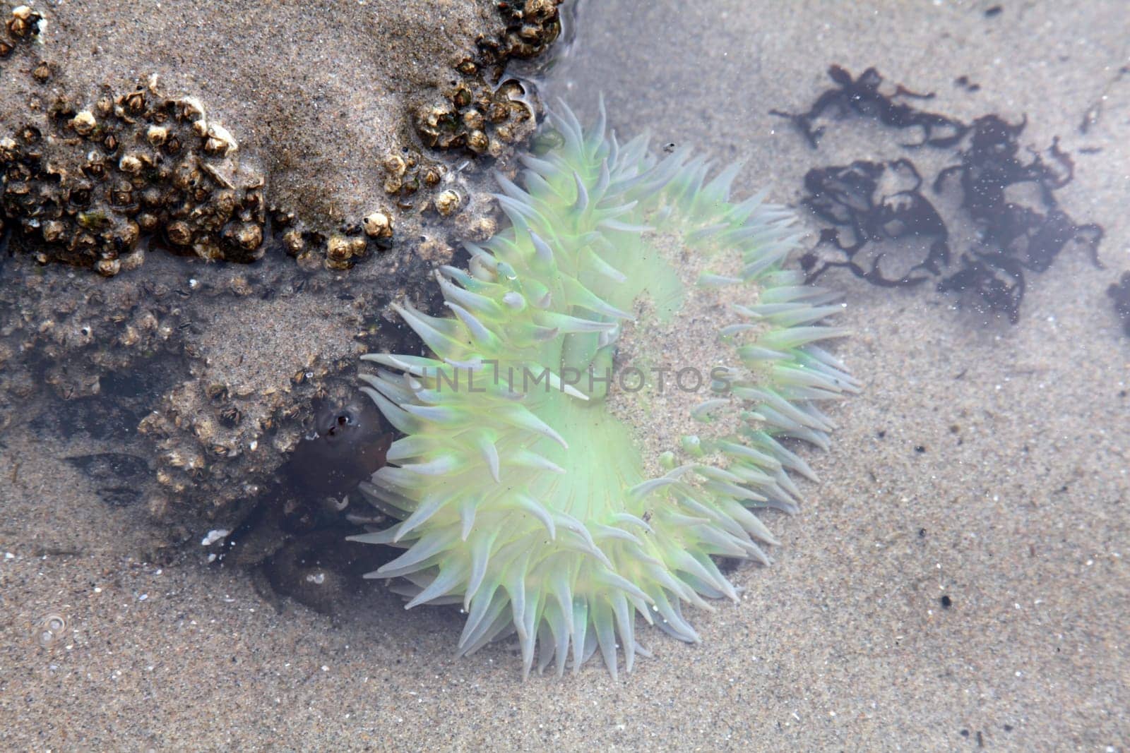 A Sea Anemone in a tide pool in Oregon