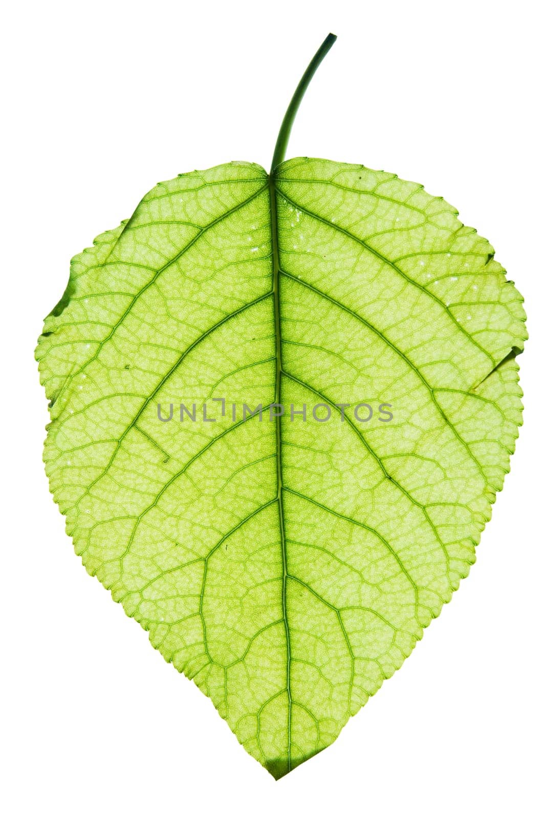 Leaf of a plant close up green color
