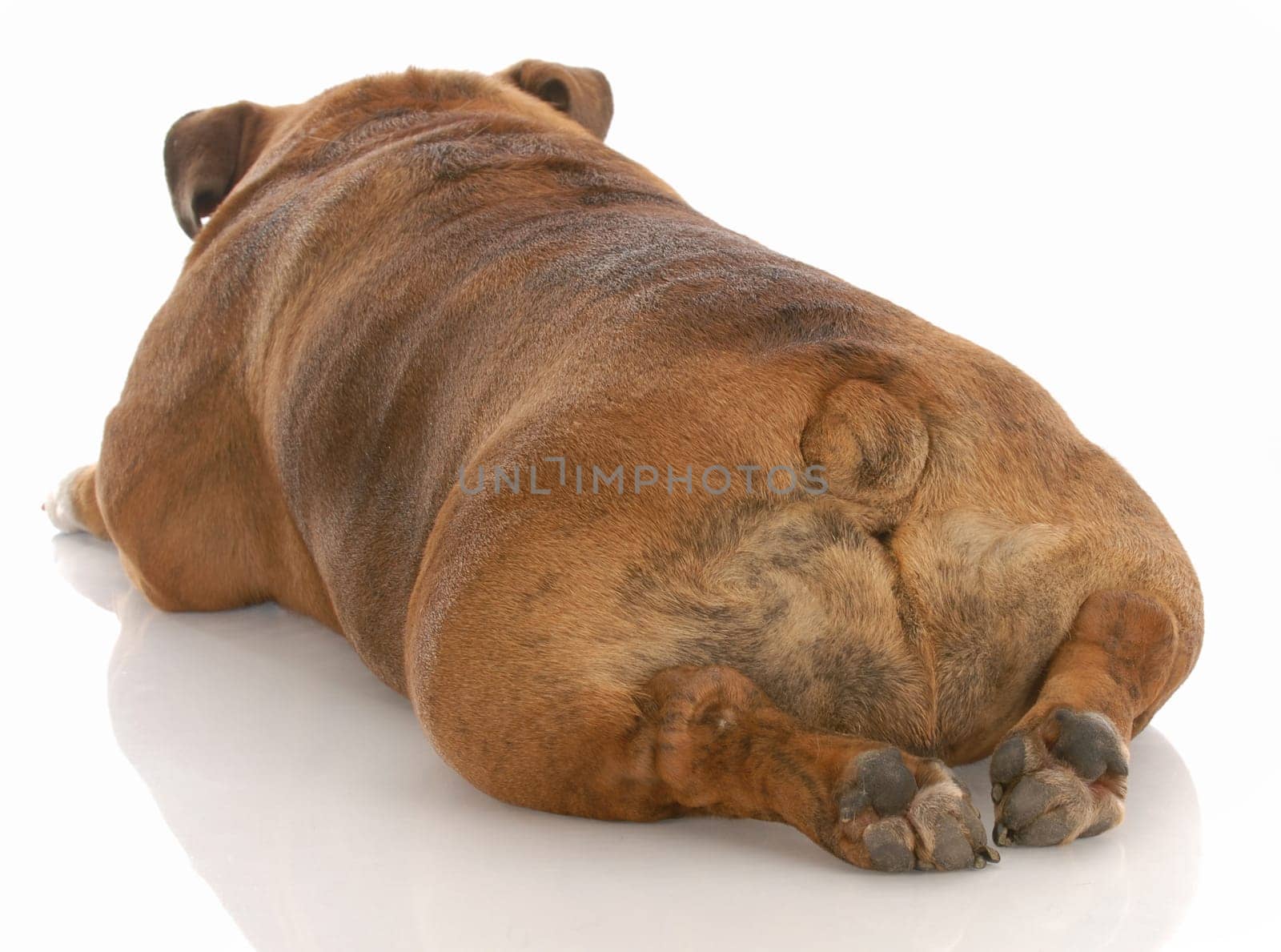 english bulldog from the backside on white background