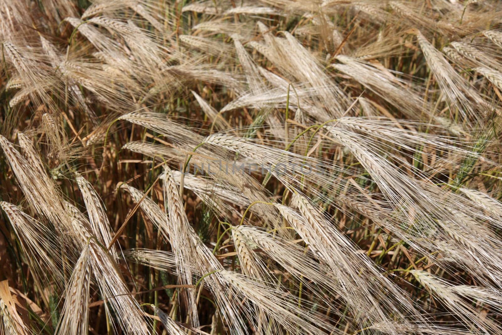 Ripening winter wheat