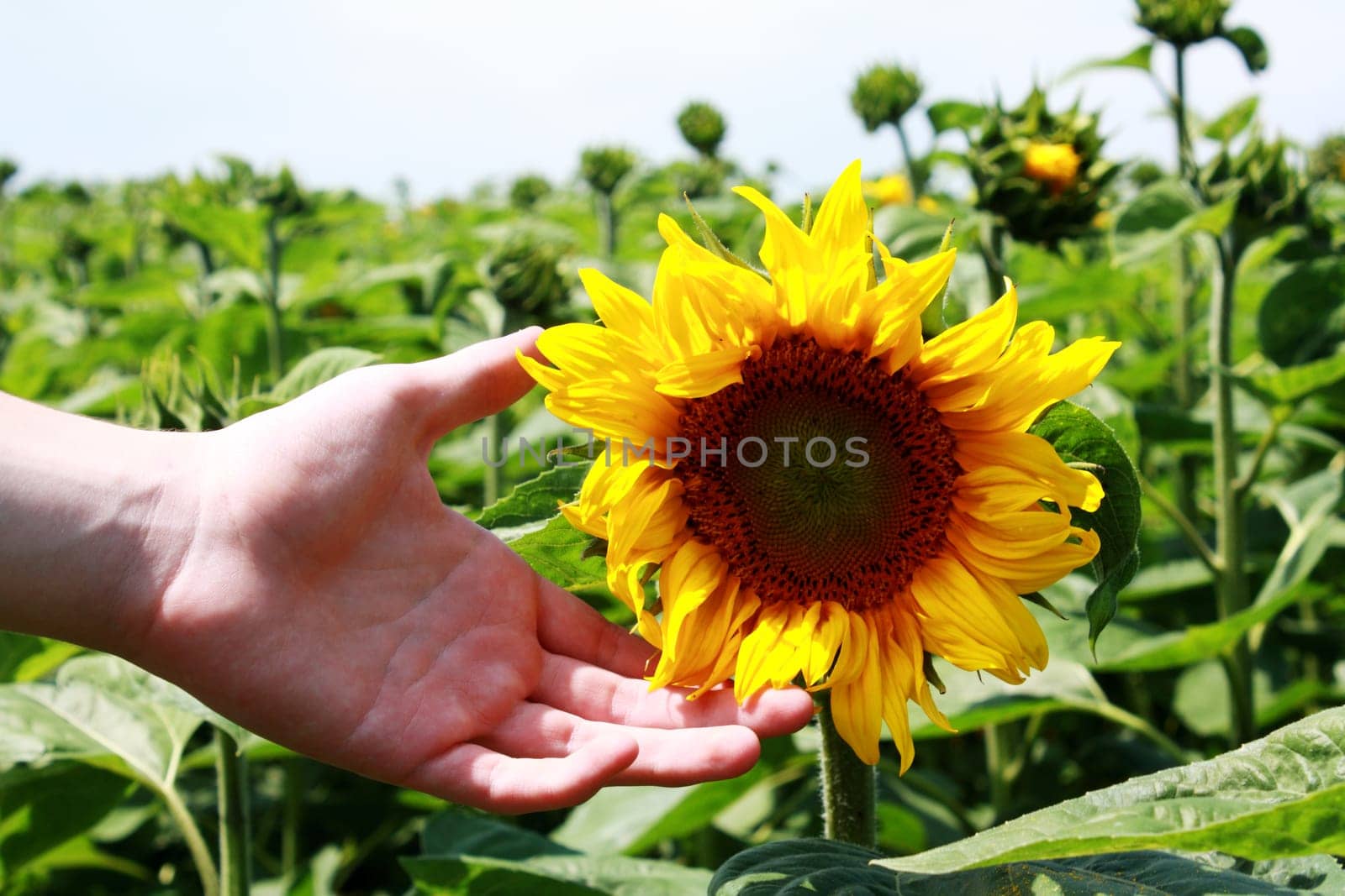 Almost mature sunflower with hand of young boy in an immature sunflower field