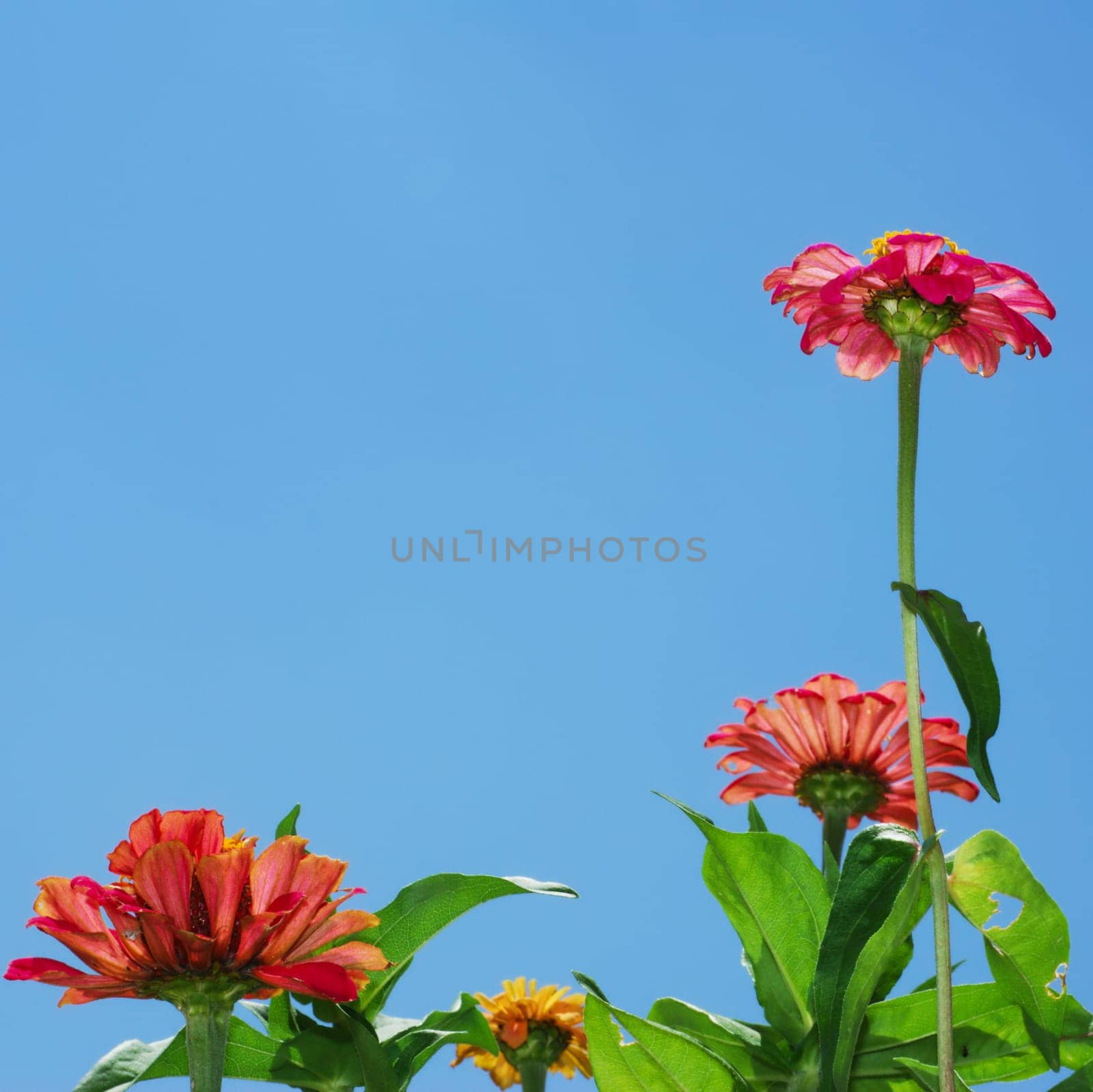 Zinnia flowers in bottom and right side of immage and bright blue sky in the rest