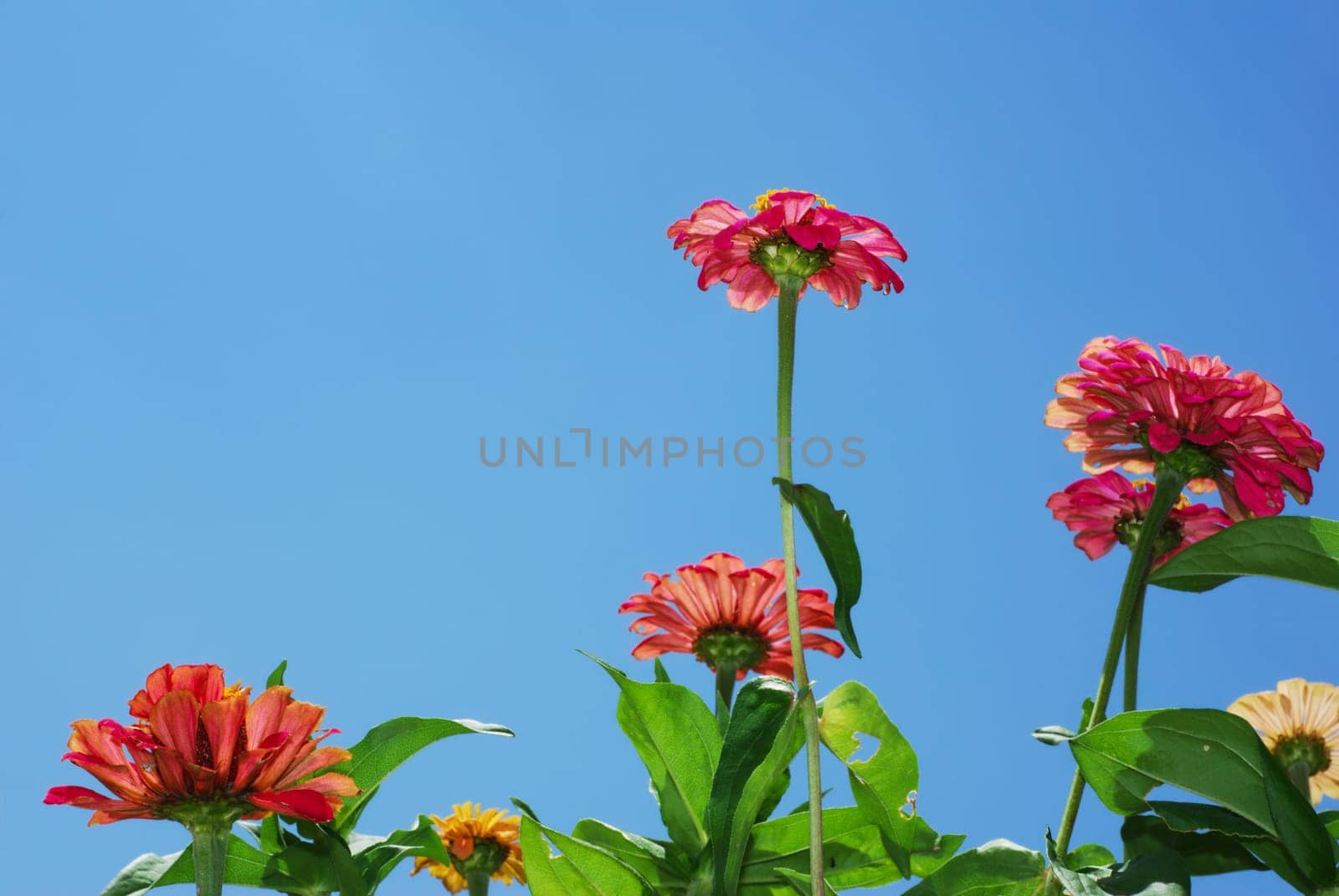 Colorful Zinnia flowers viewed from the bottom against bright blue sky