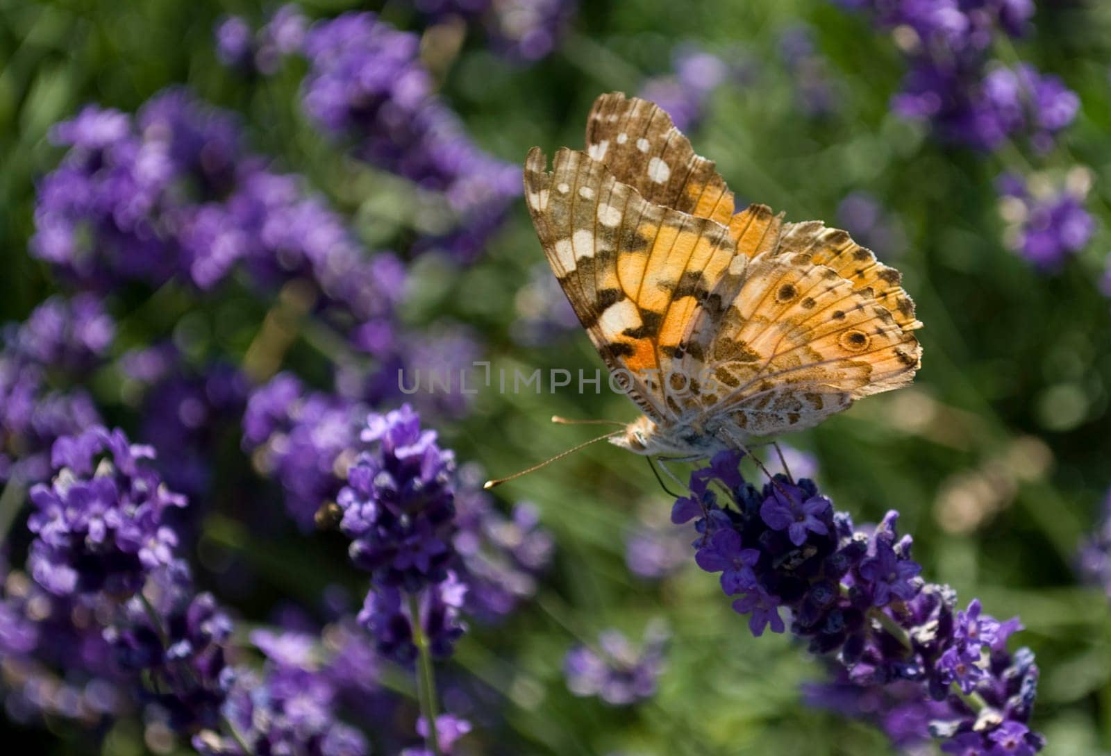 A butterfly sitting on a flower in the garden