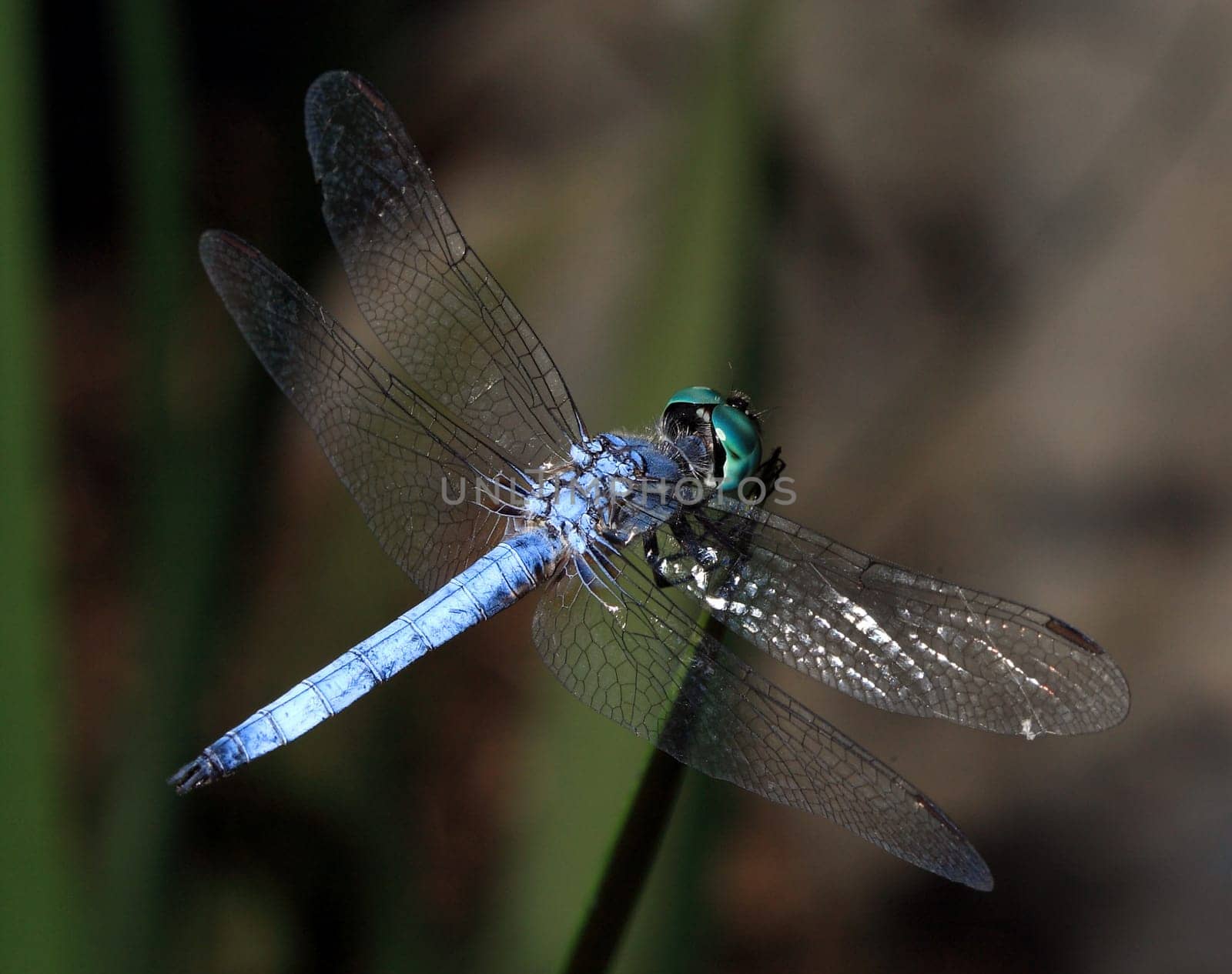 Blue Dragonfly Close-up
