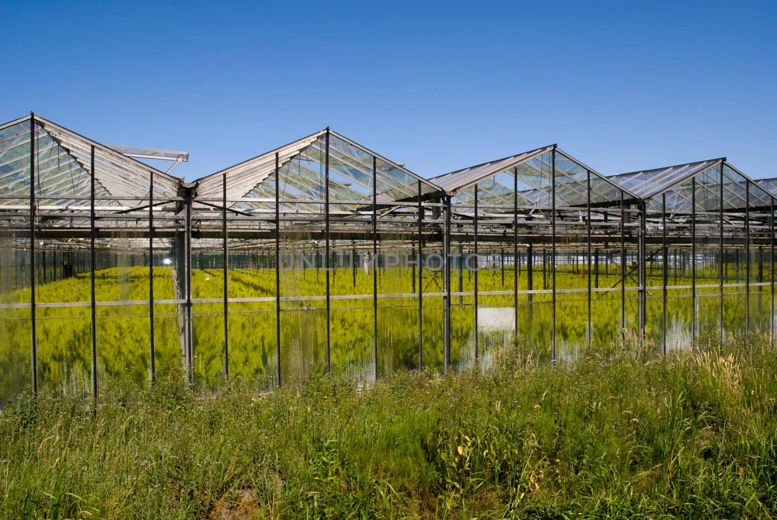 Greenhouse with crops in the netherlands - Holland