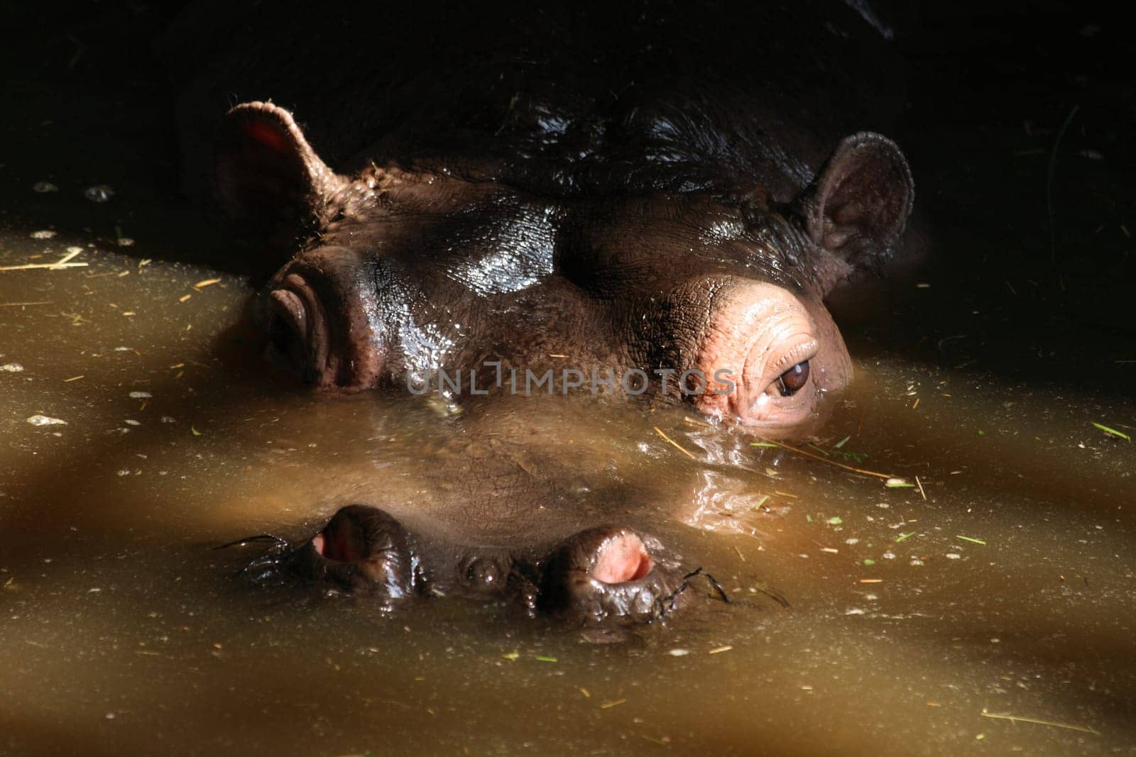 head with eyes of hippo in the water