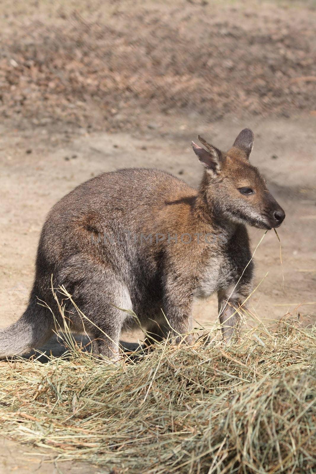 kangaroo in the nature is eating grass