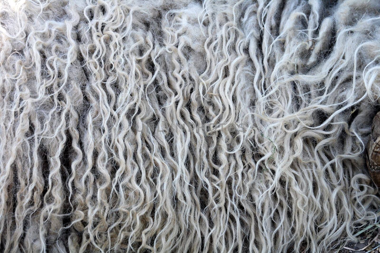 fleece background from the natural sheep