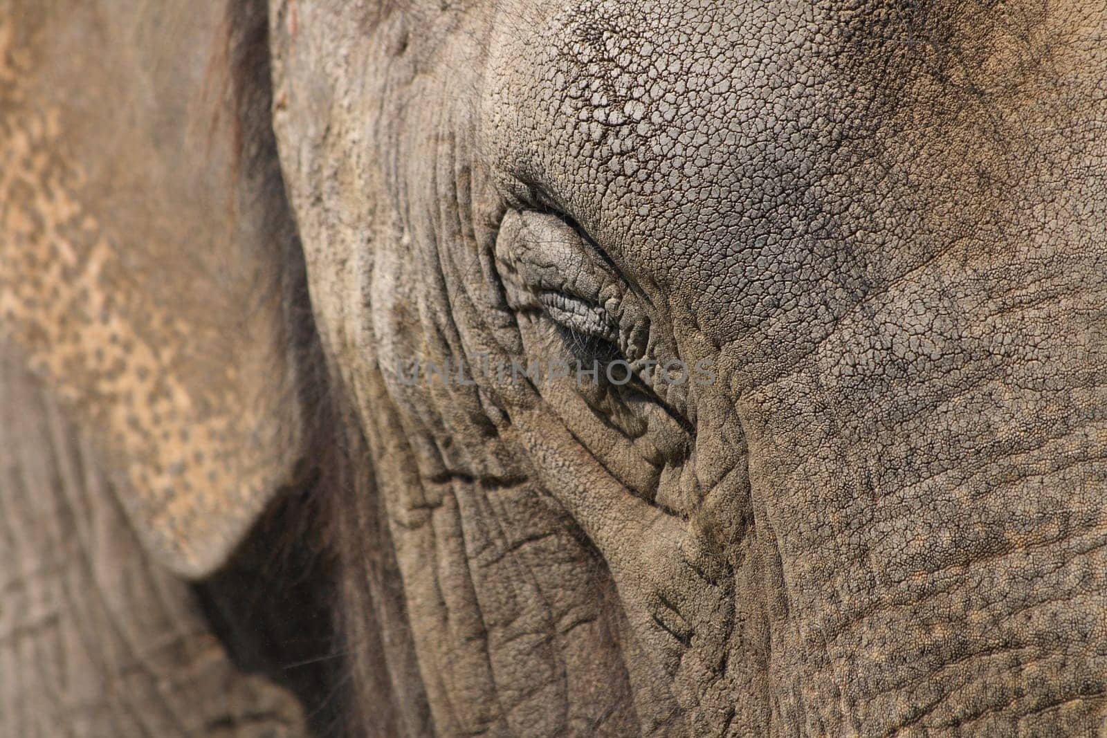 very nice detail of the elephant head