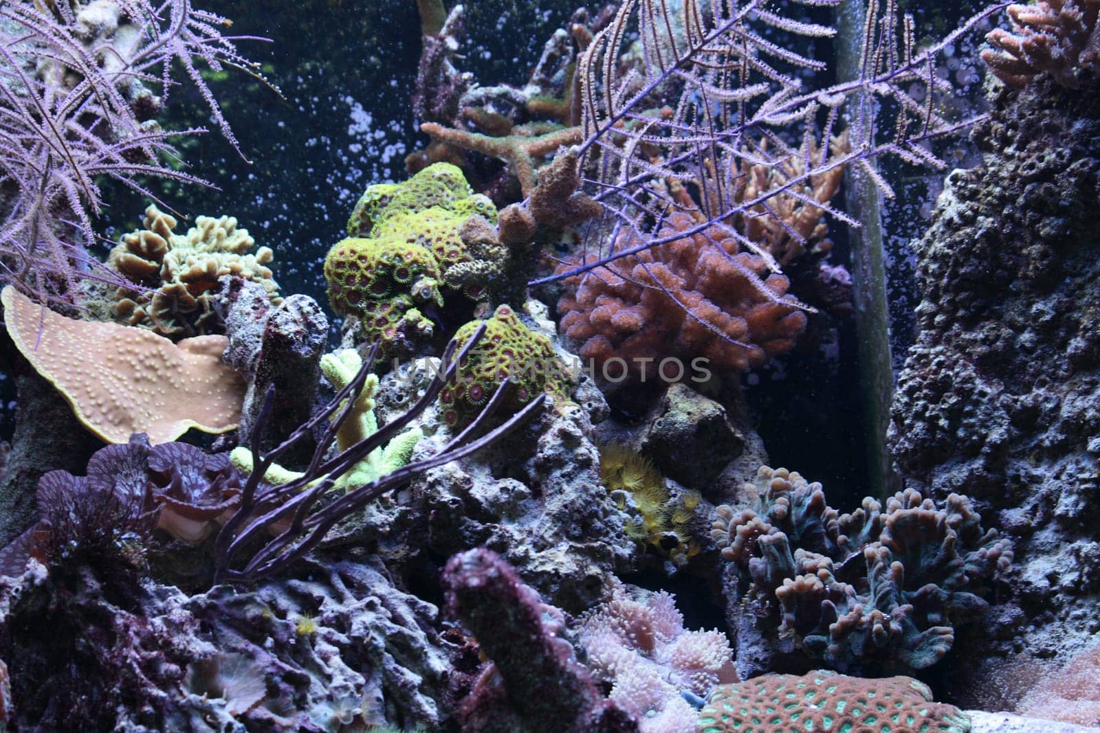 very nice aquarium background from the ZOO