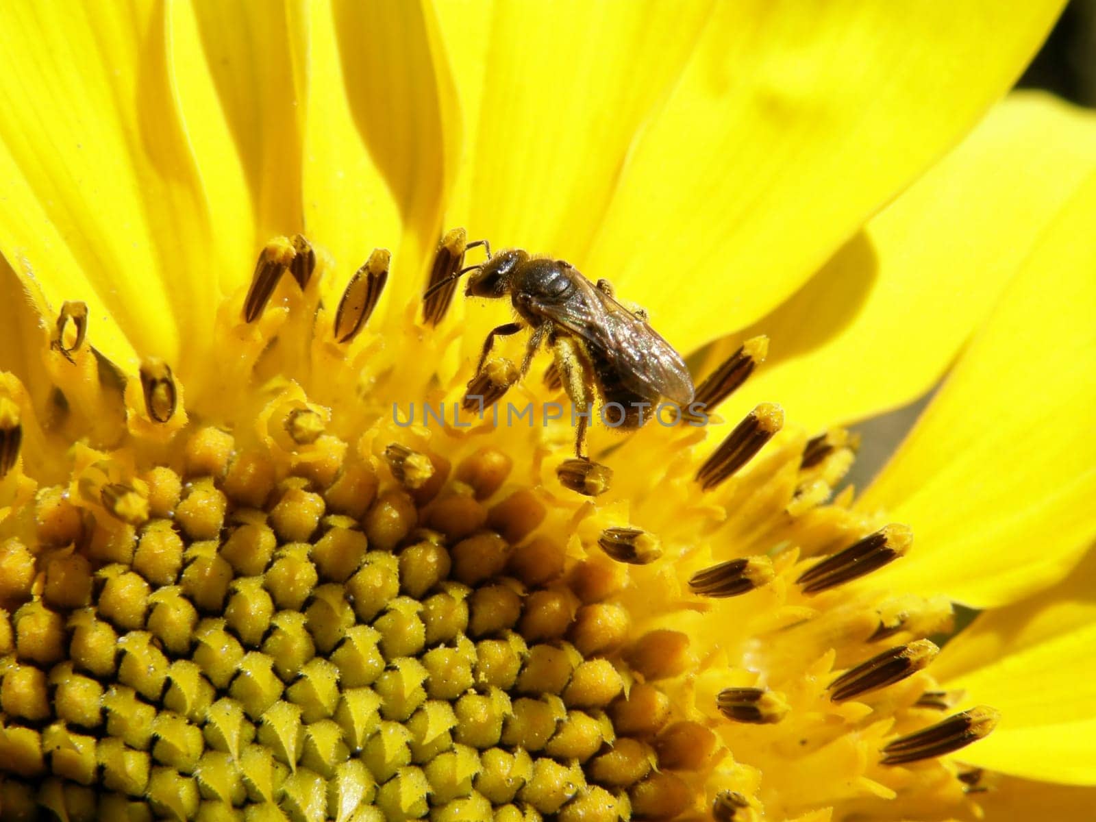 bee collecting pollen from sunflower grew up in the city