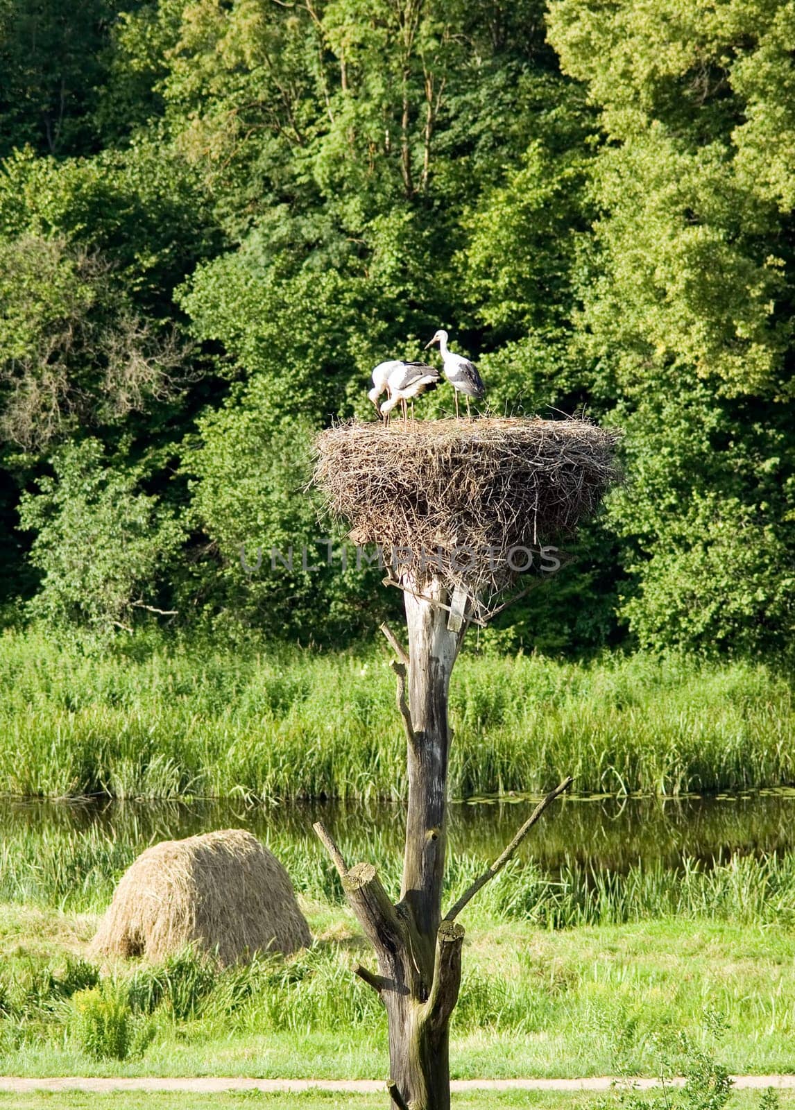 Storkes in their nest on nice nature background