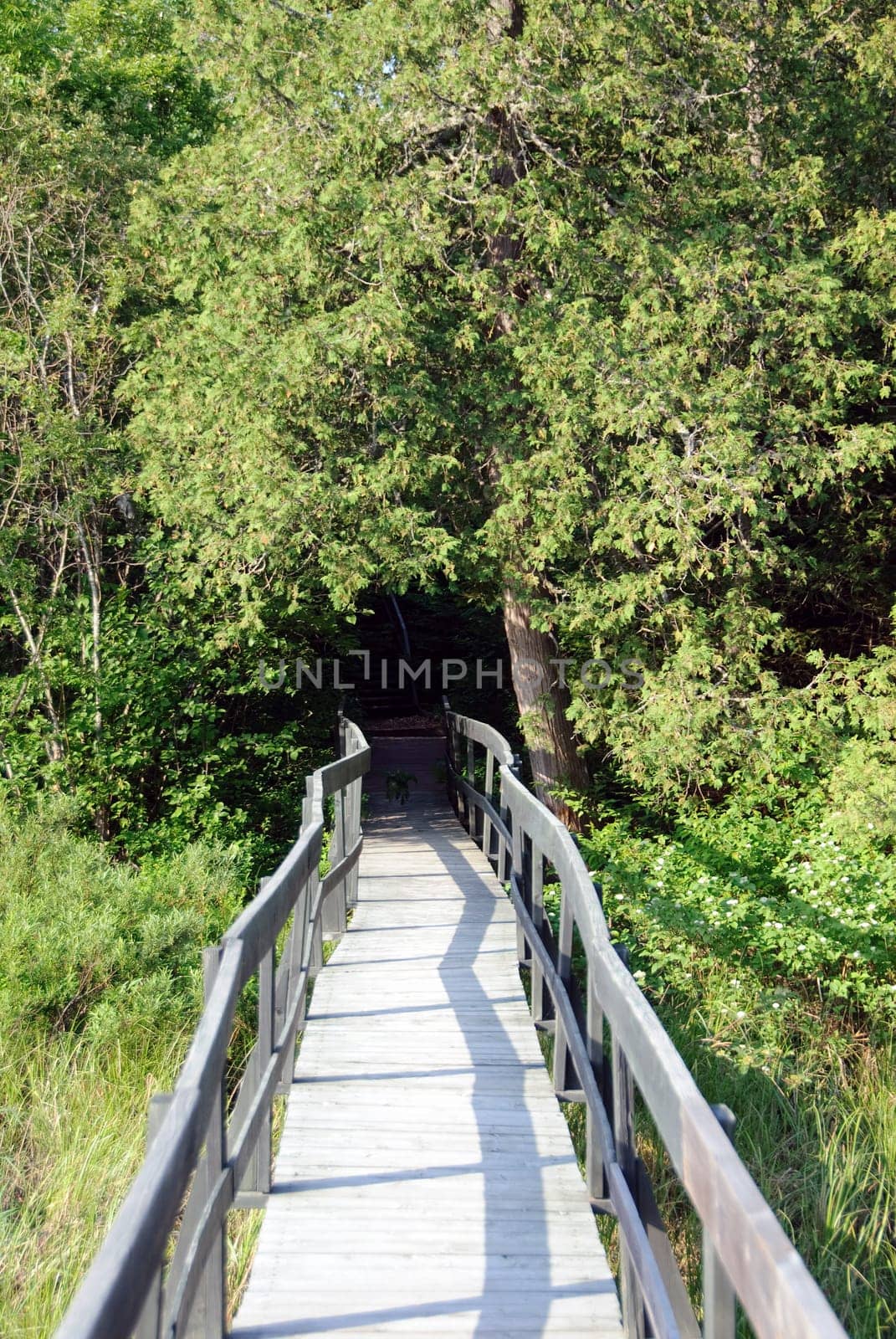 Picture of a wooden walkway in a Northtern forest