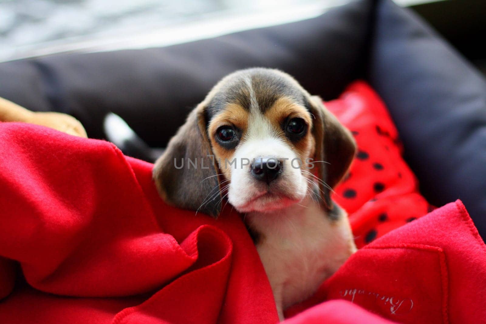 Details of a baby beagle little dog's life.