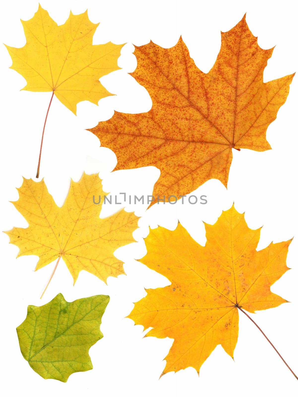 Set - leafs of a maple