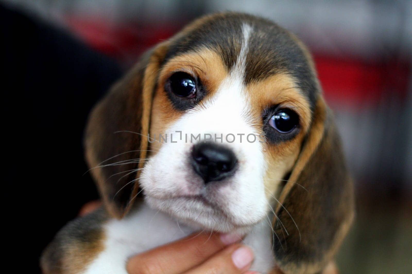 Details of a baby beagle little dog's life.