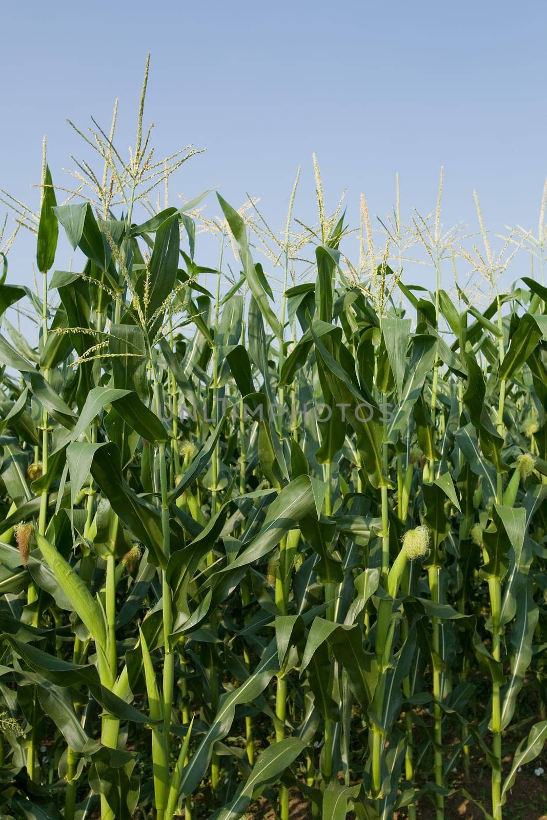 corn field and blue sky