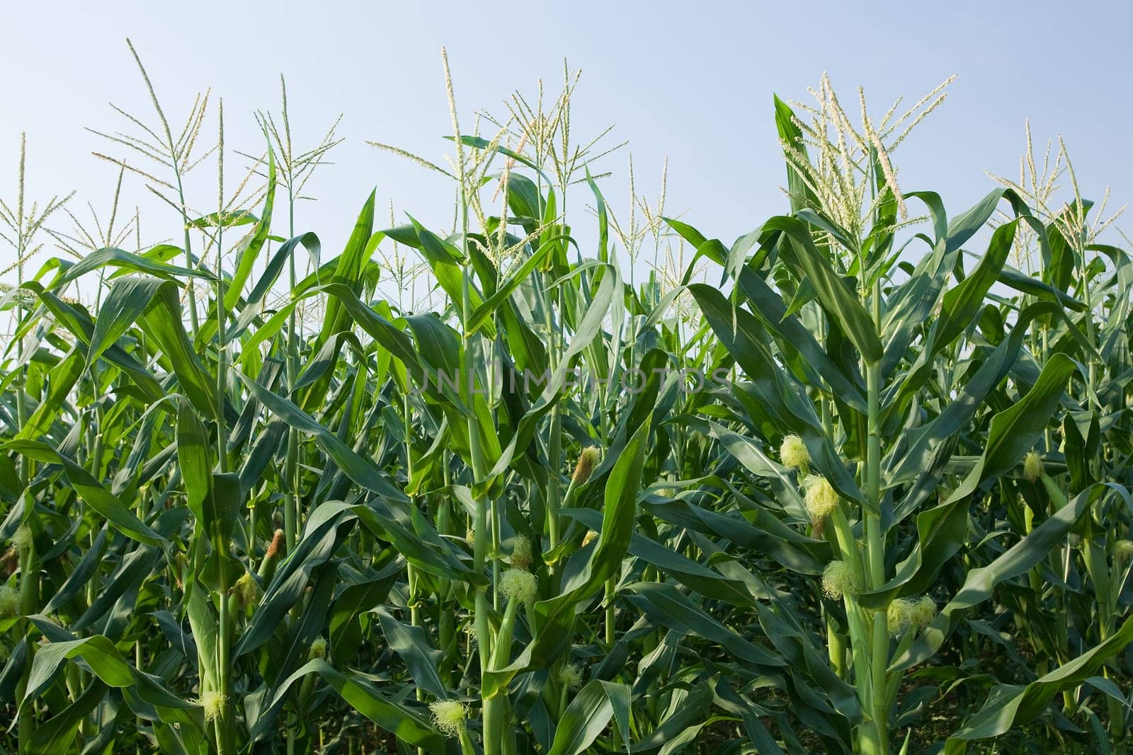 corn field and blue sky