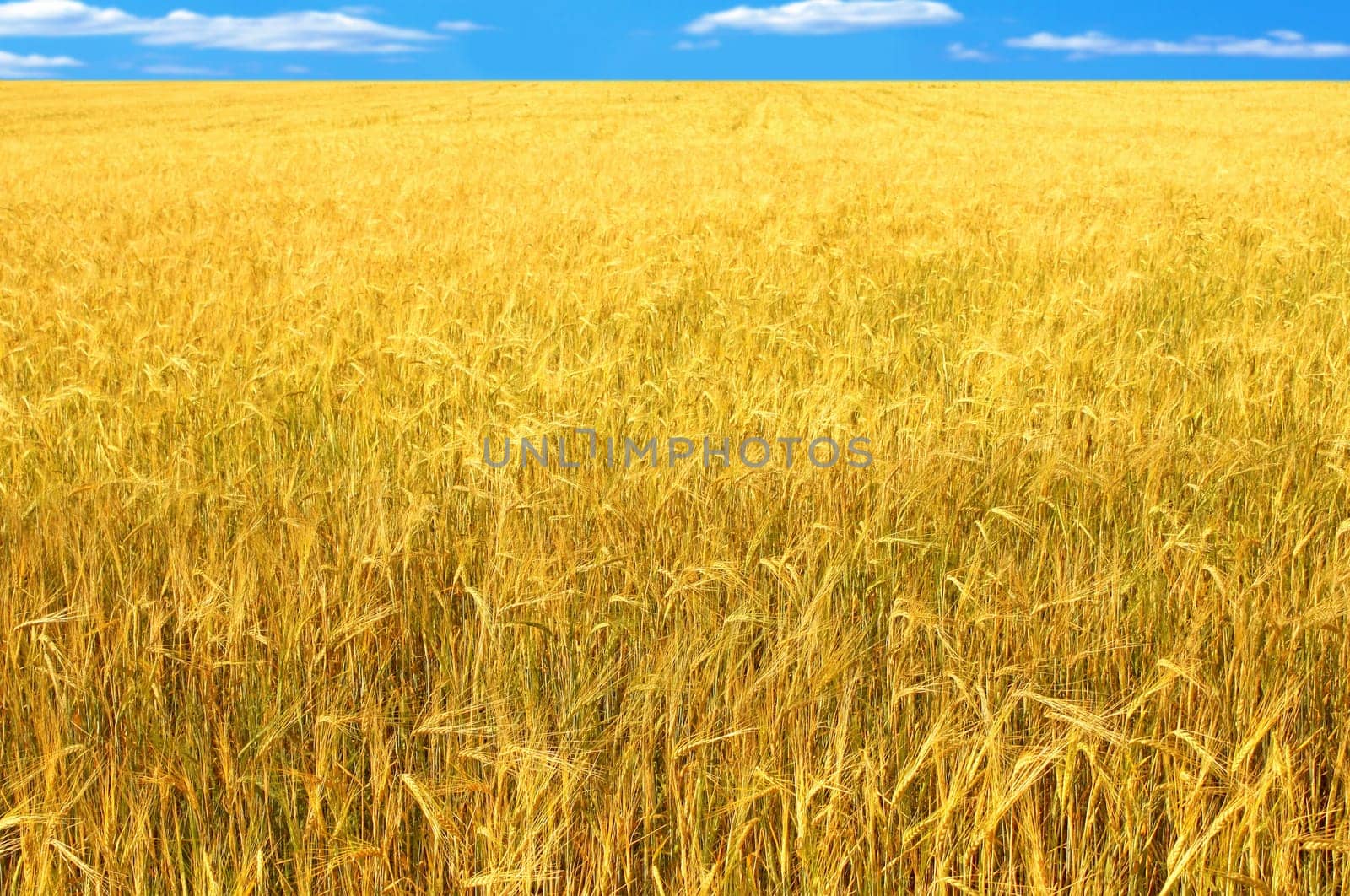 Crop of rye - golden cereal and blue sky