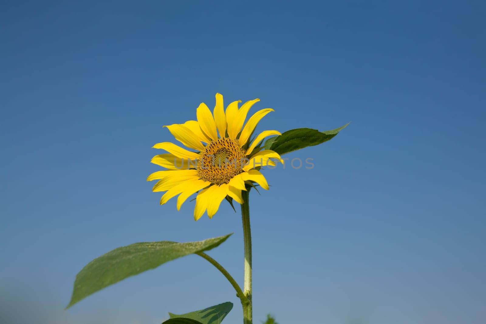 sunflower against blue sky