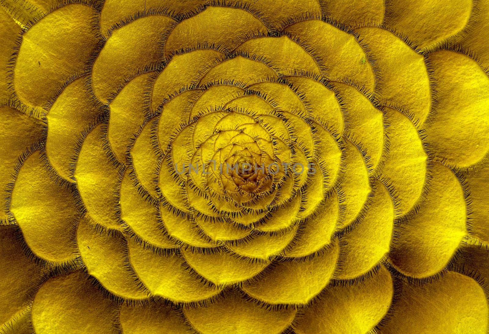 The leaves of this succulent plant emerge from the center in a perfect progression making it look like a flower not a plant. The Divine Proportion in nature.