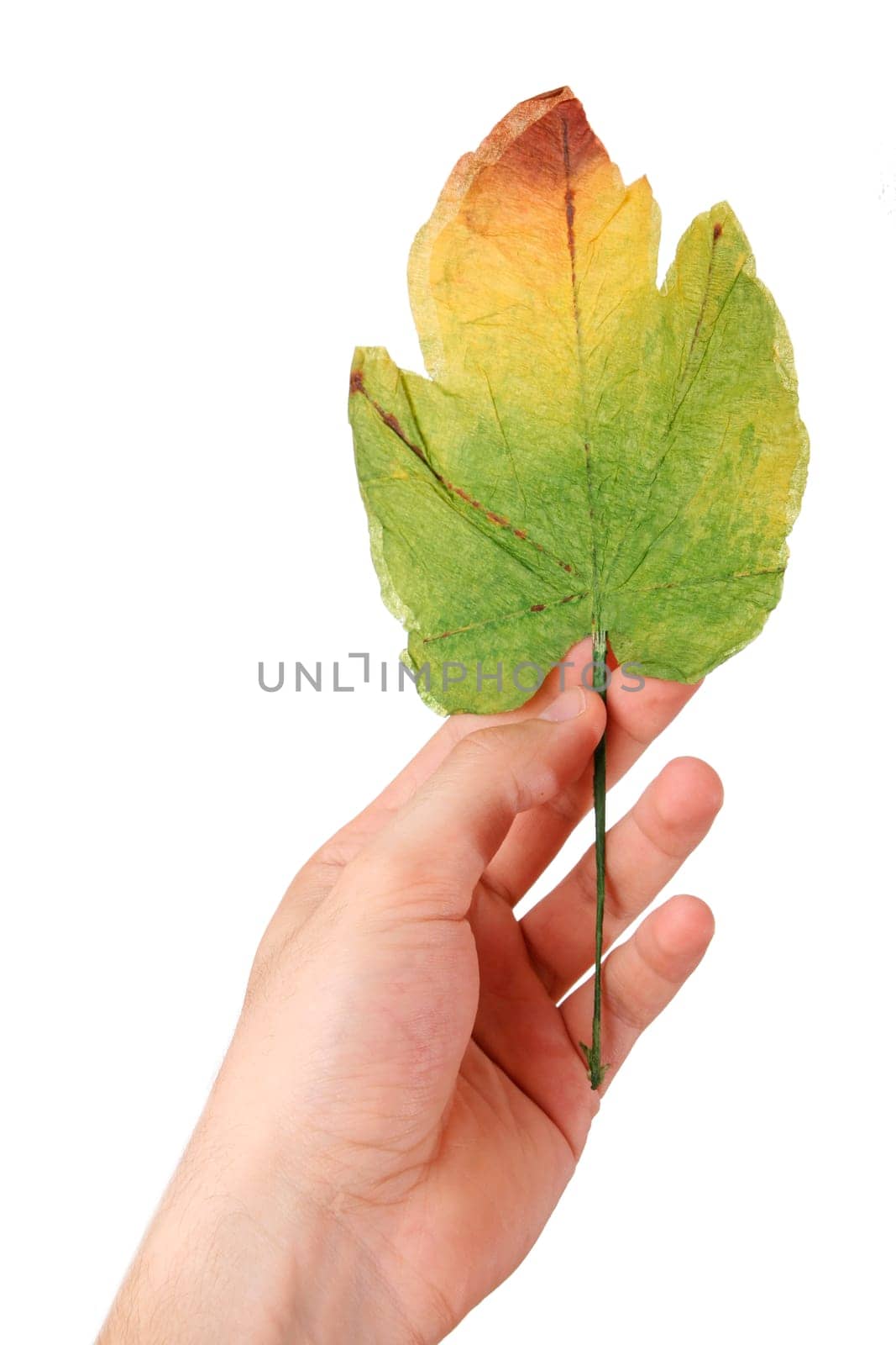 Leaf in a man hand. Isolated on white. Autumn concept.