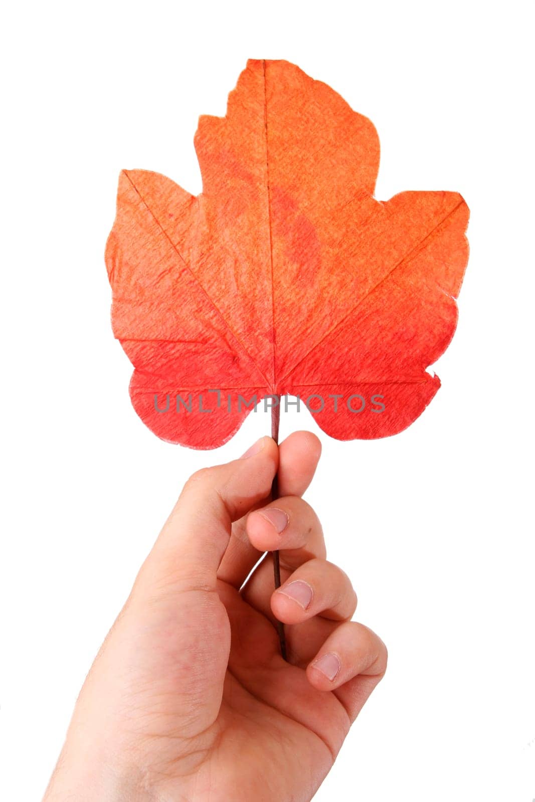 Leaf in a man hand. Isolated on white. Autumn concept.