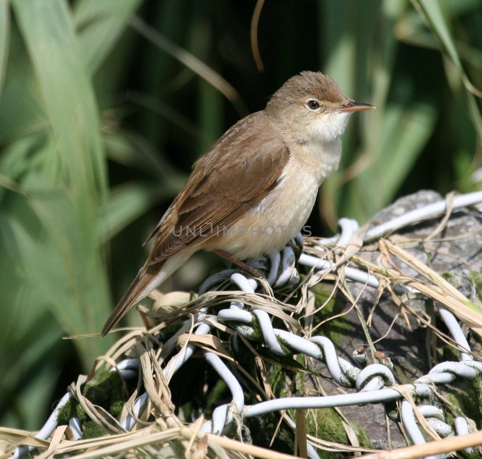 Reed Warbler 2