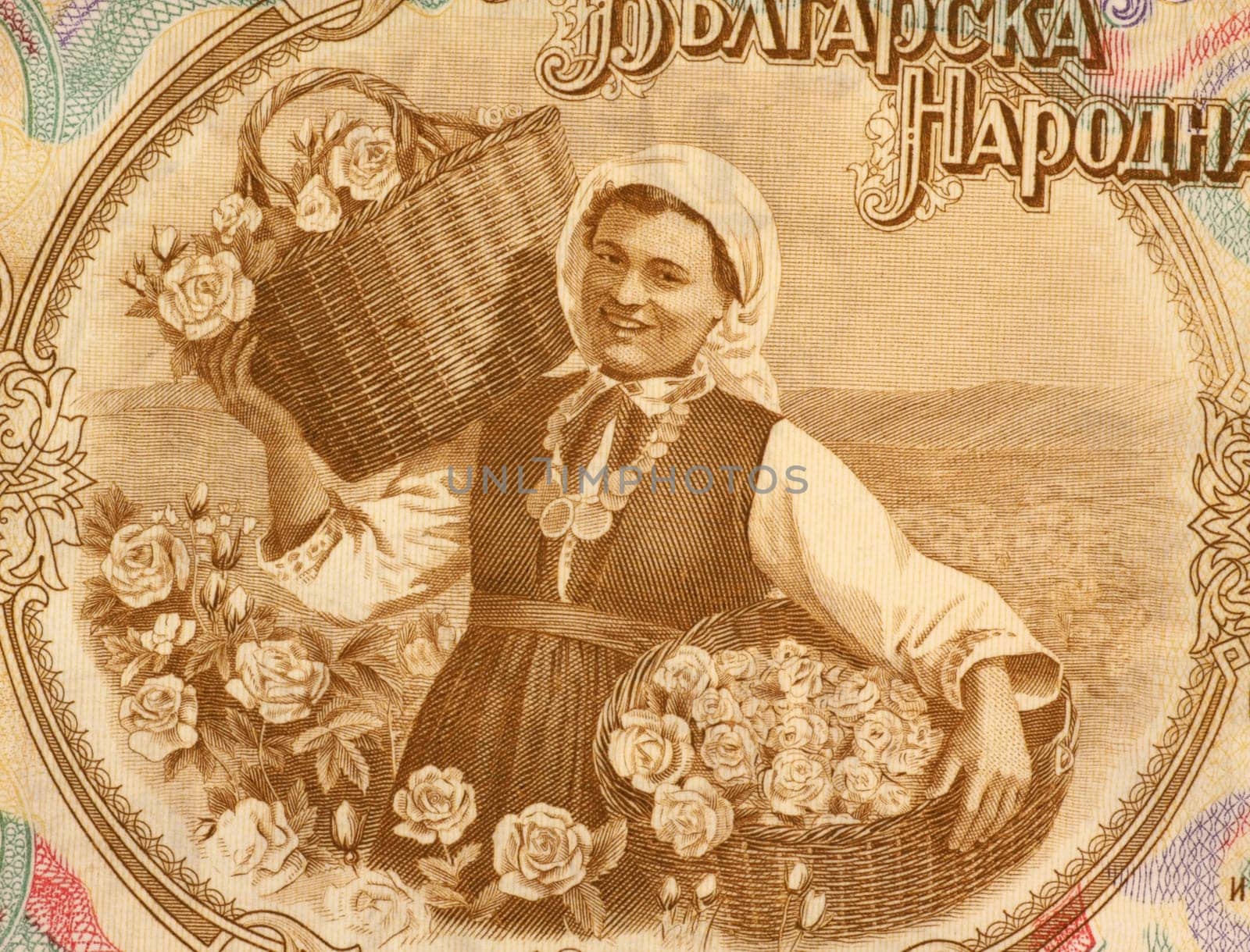 Woman Harvesting Roses on 50 Lev 1951 Banknote from Bulgaria