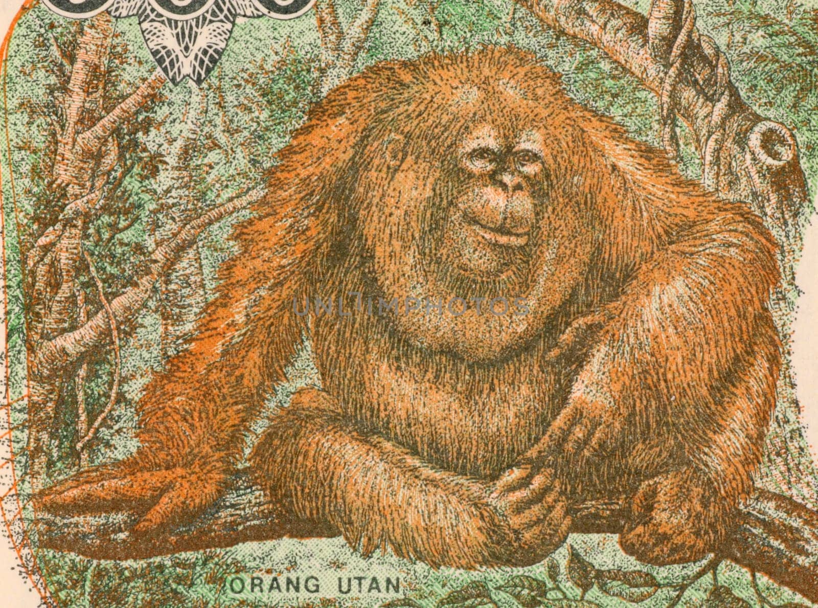 Orangutan on 500 Rupiah 1993 Banknote from Indonesia