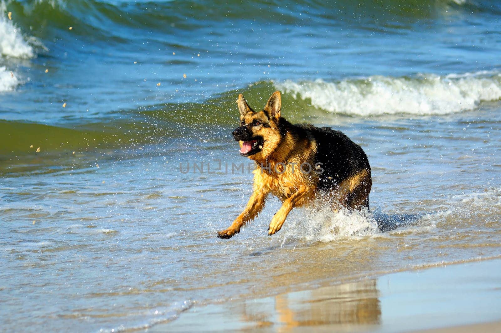 german shepherd  on sand beach coast in Poland